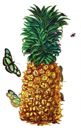 Ananas