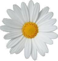 stokrotka, pale.