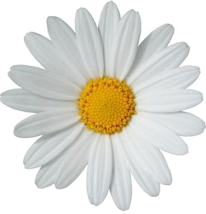 stokrotka, pale.