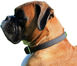 Bokser