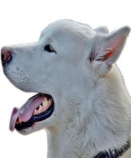 Alaskan malamute
