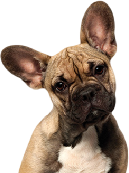 Buldog francuski