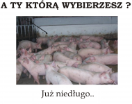 WYBORY