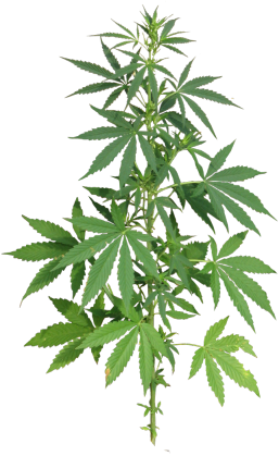 Krzak zioła Damska Weed Marihuana RASTA