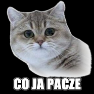 CJP ORYGINAL BLACK (PANI)