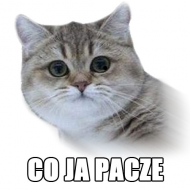 CJP ORYGINAL BLUZA (PAN/PANI)