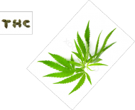 Koszulka Skopcony Marihuana #3 -ABSOLUTNY HIT-