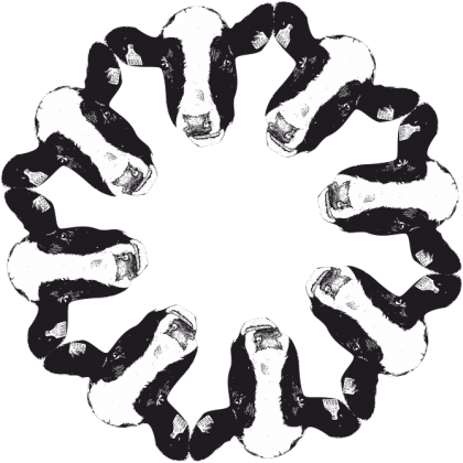 Krowie forum