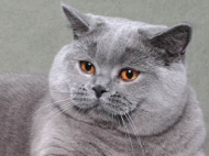 koszulka męska z kotem, pomarańczowa!