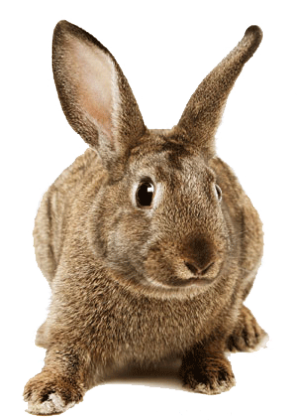 koszulka damska królik, zielona!