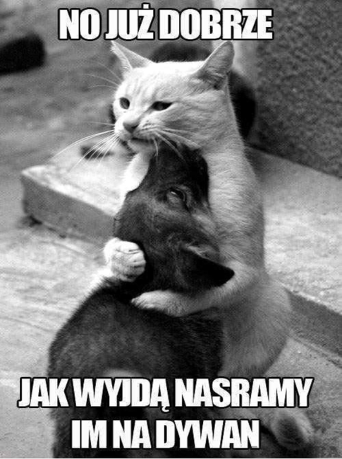 jak wyjdą nasramy im na dywan meska