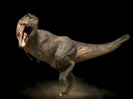 Good look- DINOZAUR tyranozaur rex