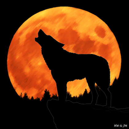 wilk nocą - seria zwierzęta