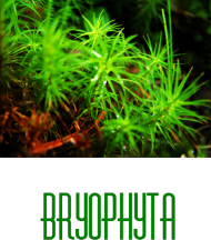 Bryophyta