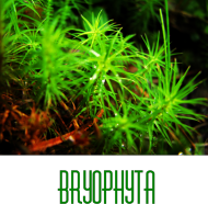 Bryophyta