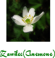 Zawilec (Anemone)