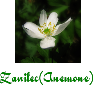 Zawilec (Anemone)