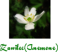 Zawilec (Anemone)