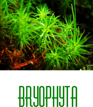 Bryophyta