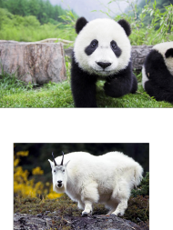 Panda&Koza