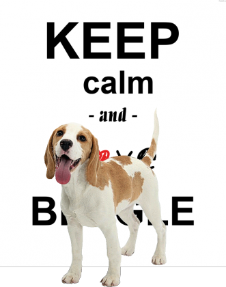 Love Beagle- Damska