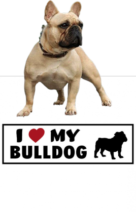 Bulldog-Damska