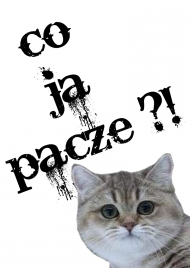 CO JA PACZE ?! KOT, HIT INTERNETU!