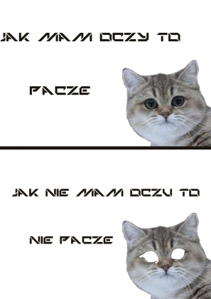 CO JA PACZE 2 KOT, HIT INTERNETU!