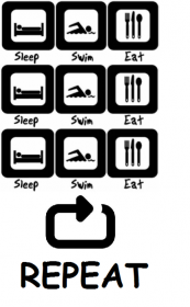 Sleep swim eat K
