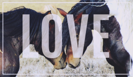 Ekotorba LOVE