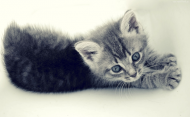 Kubek Kitty