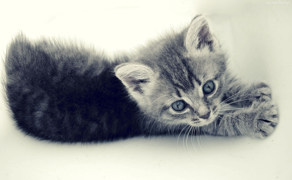 Kubek Kitty