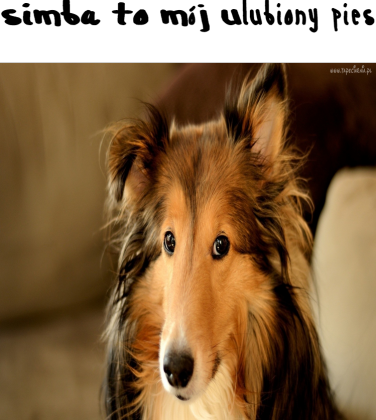 Simba to mój ulubiony pies