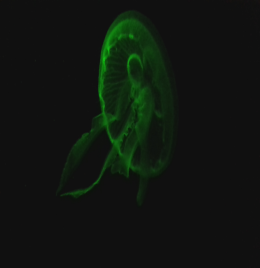 Meduza