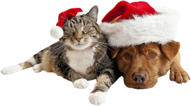 Kotek i piesek - torba eko