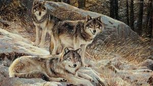 WolfGamer