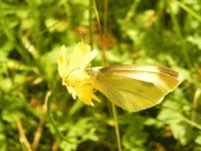 talisman
