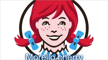 Morello cherry