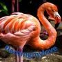 Flamingmylove